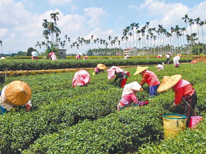 南投縣茶葉產量居全國之冠，茶業改良場卻要遷到嘉義縣，引發爭議。（廖志晃攝）