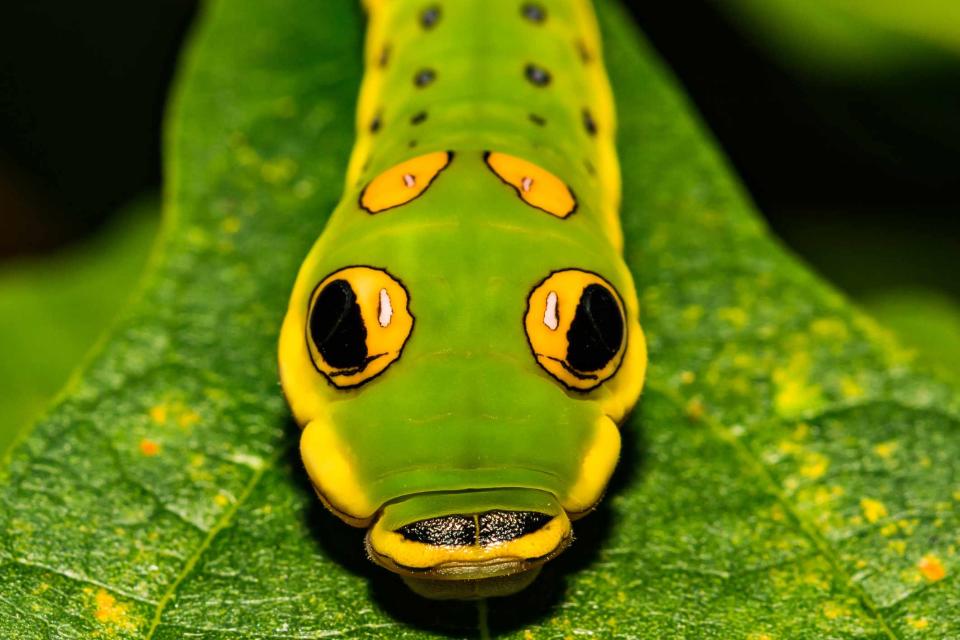 <p>JasonOndreicka / Getty Images</p>
 This spicebush swallowtail caterpillar on a leaf looks very snake-like.