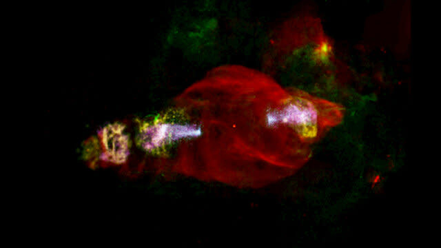 Manatee Nebula  X-rays