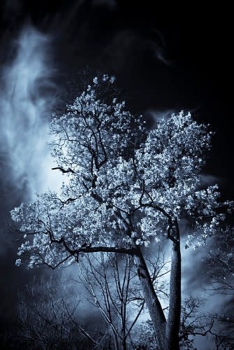 A tree illuminated by the glow of the moon. (Photo: innerdemon/environmentalgraffiti.com)