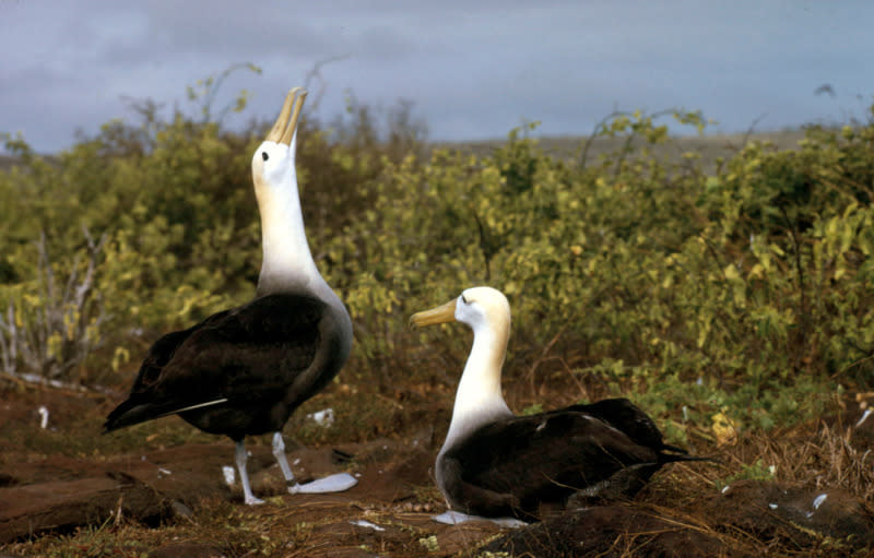 © Michel Terrettaz/WWF-Canon