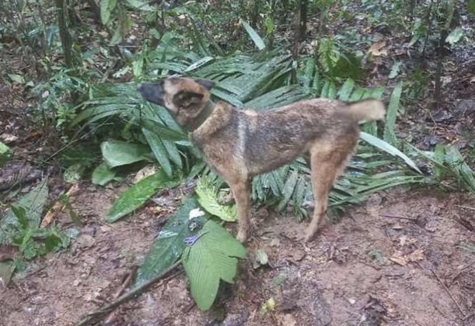 Wilson, a K-9 who participated in the search, is now lost in the jungle (Especial)