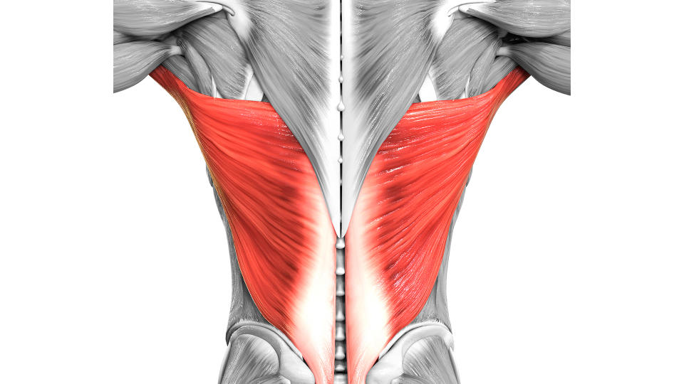 Muscles of the human back shown in black and white, with just the large latissimi dorsi in red