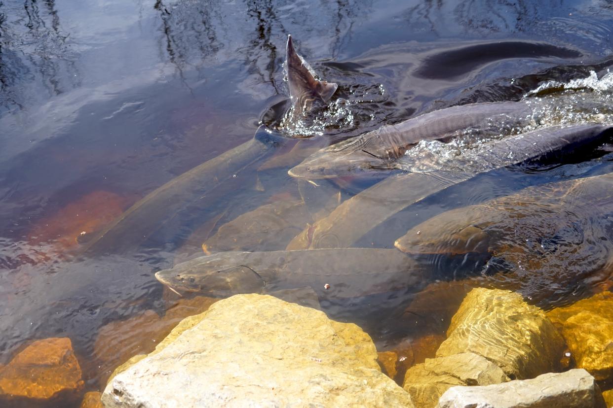 Lake sturgeon congregate in the shallows of the Wolf River on April 14 near Shiocton. The fish are gathering in the area to spawn.