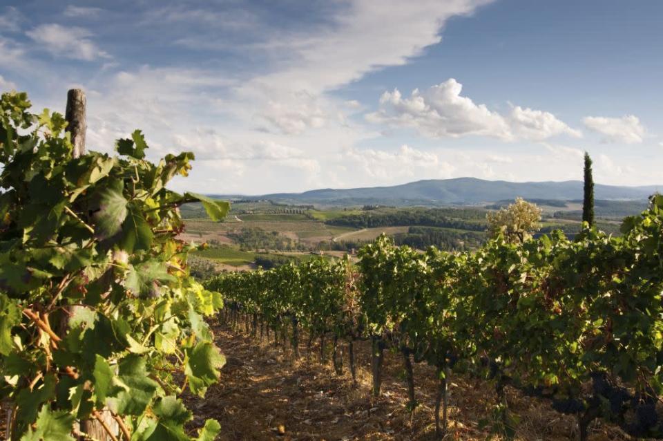 Travel Tuscany wine region