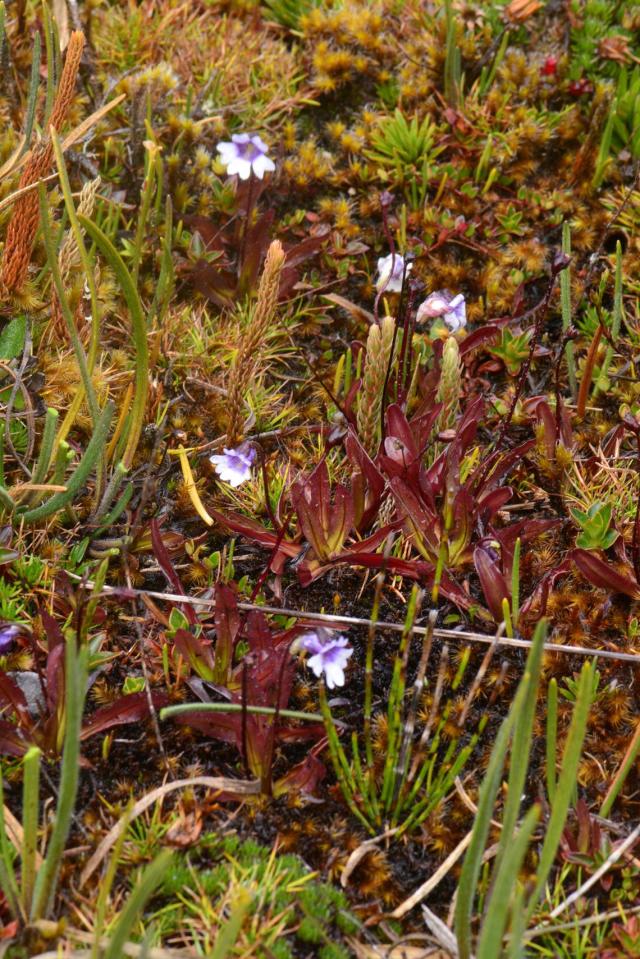 Pinguicula 'Weser', mon attrape-moucherons - Paris côté jardin