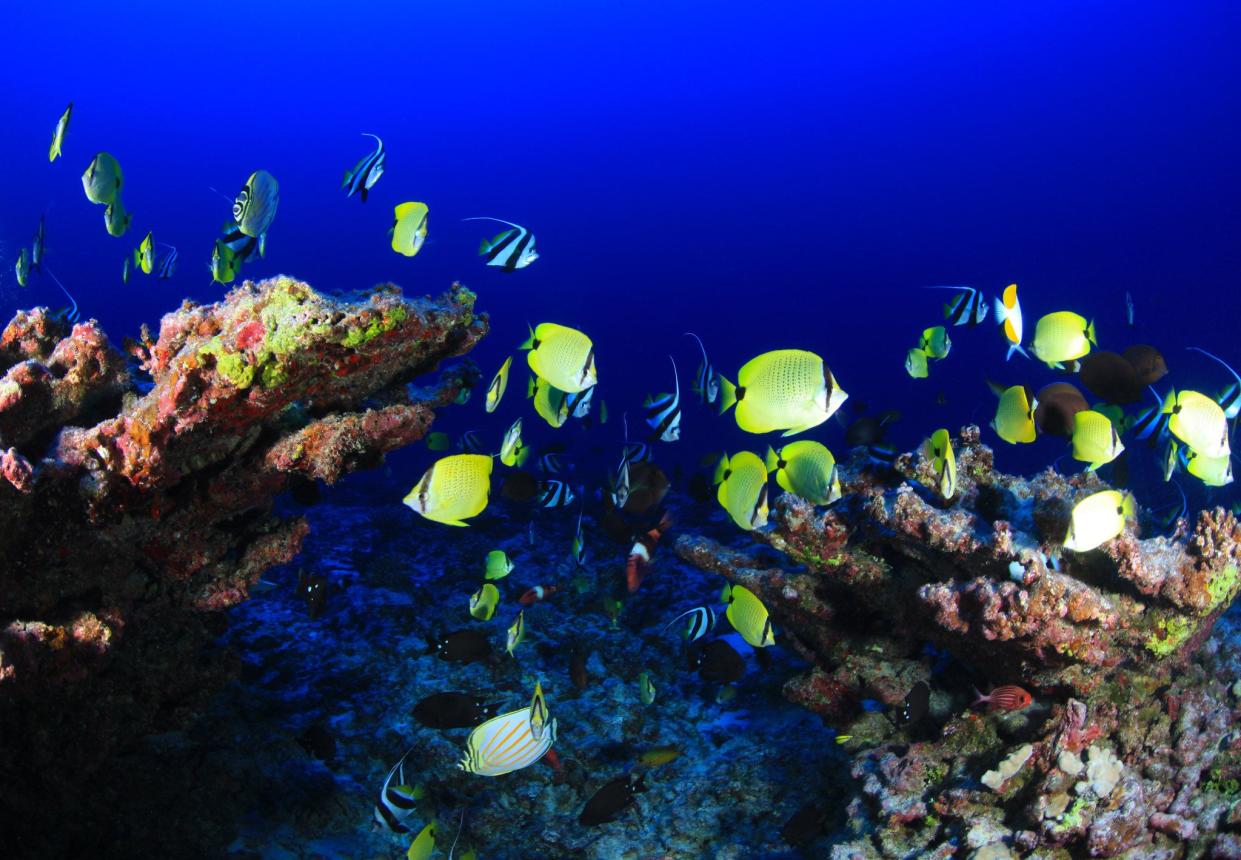 Fish swimming in reef in Pearl and Hermes Atoll