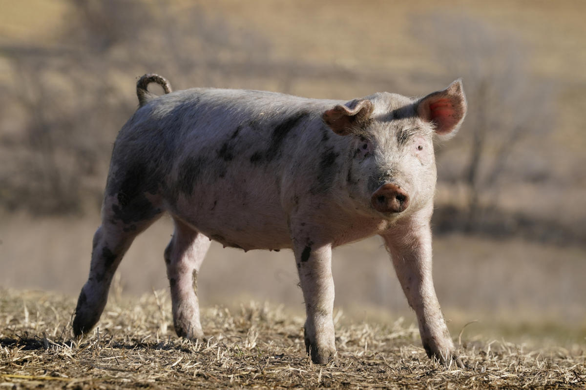 Les retards de la règle californienne sur le bien-être des porcs frustrent les petits agriculteurs