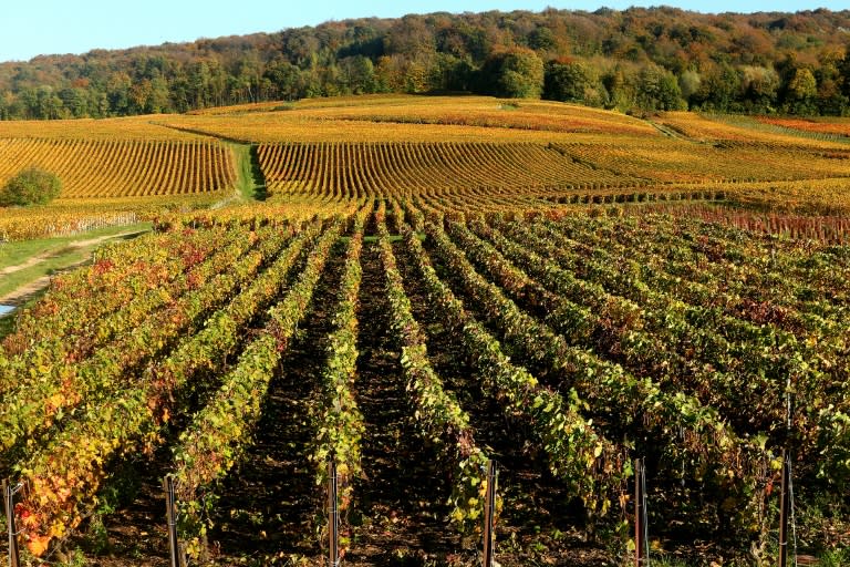 The historic vineyards, wine cellars and champagne houses of France's Champagne region are listed as a world heritage site by UNESCO