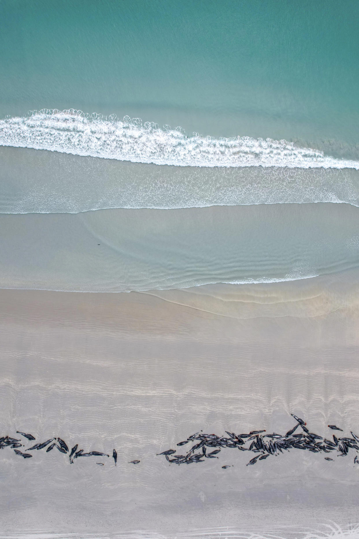 A string of dead pilot whales line the beach at Tupuangi Beach, Chatham Islands, in New Zealand's Chatham Archipelago, Saturday, Oct. 8, 2022. Some 477 pilot whales have died after stranding themselves on two remote New Zealand beaches over recent days, officials say. (Tamzin Henderson via AP)