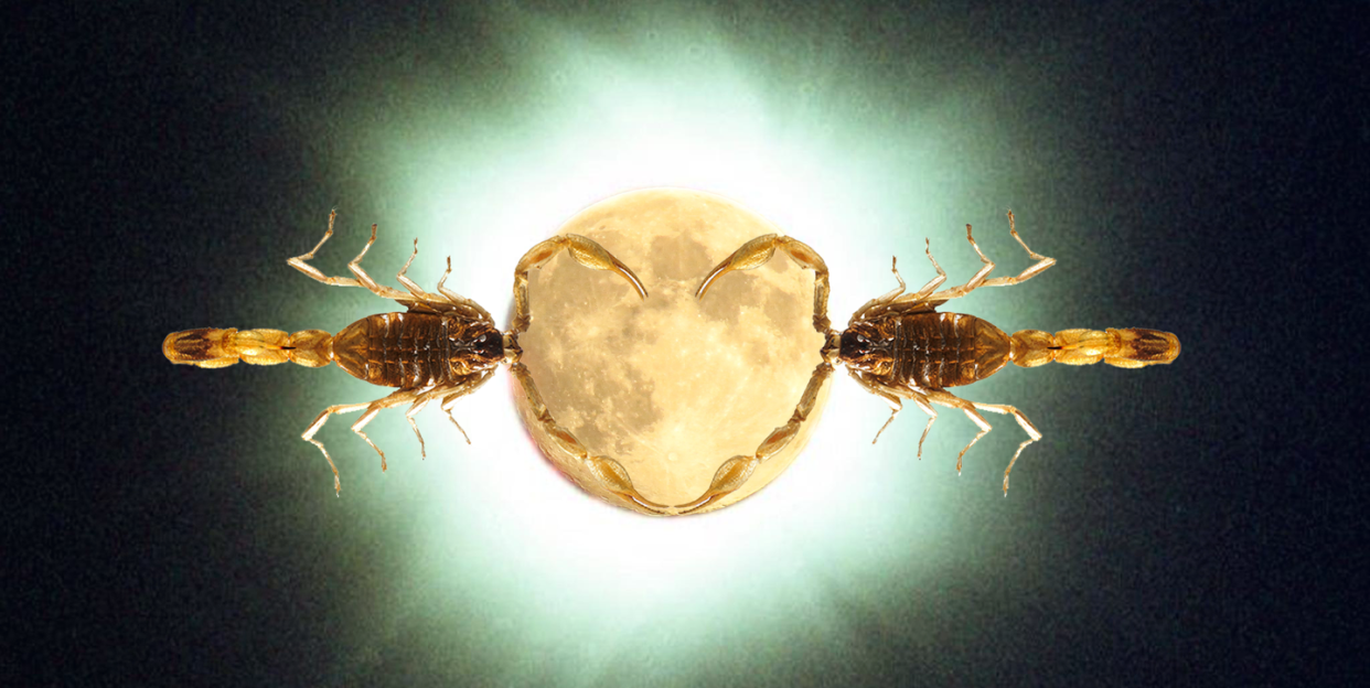 two scorpions make a heart with their stingers over a full moon
