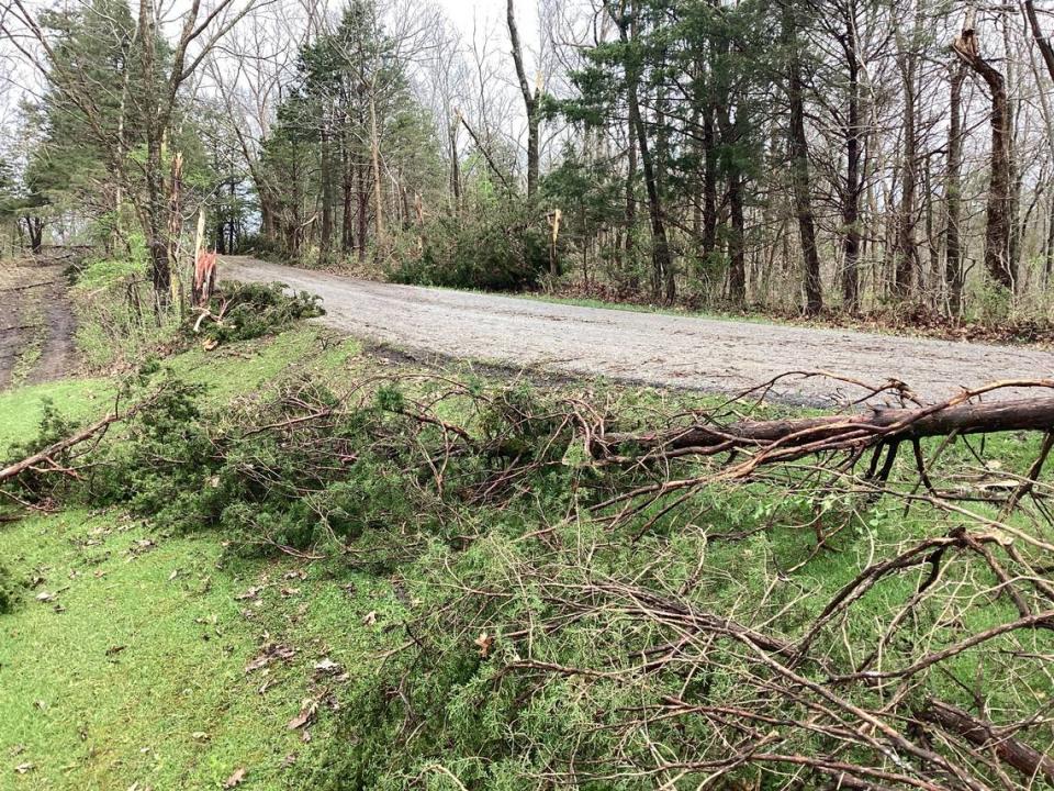 Trees along Baxter Ridge Road are damaged from an EF-1 tornado that hit the county during a severe outbreak of storms on April 2, 2024. National Weather Service