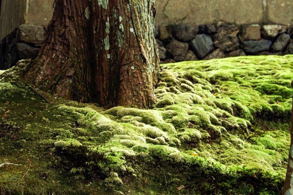 moss growing under tree near shade