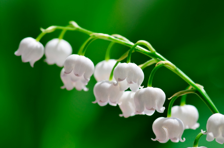 Lily-of-the-Valley