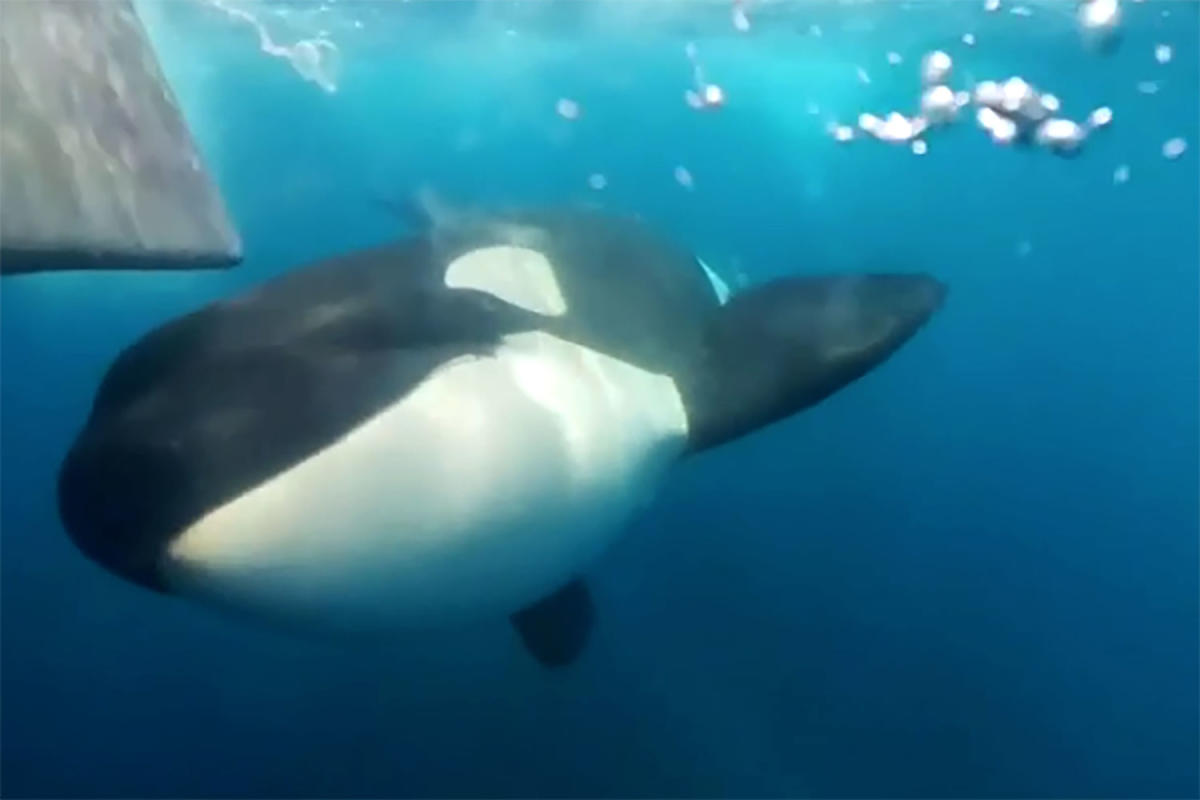 Why are killer whale attacks on the rise? These scientists set sail to find out.