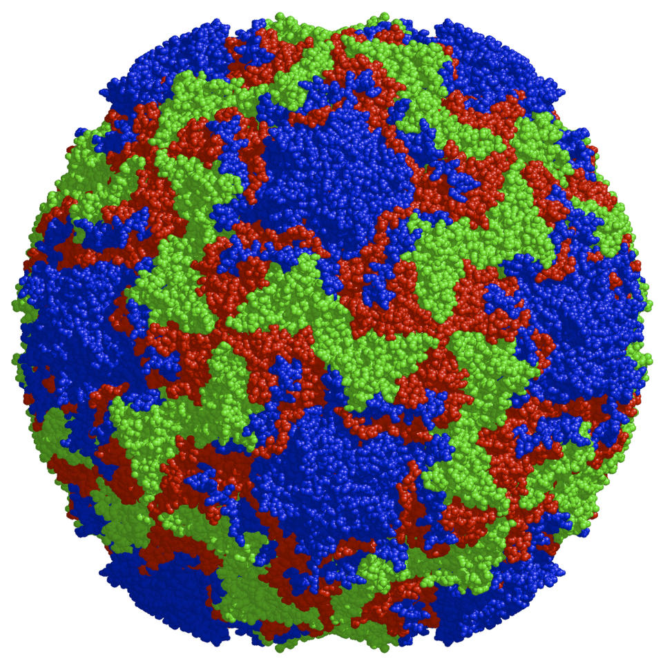 human rhinovirus common cold