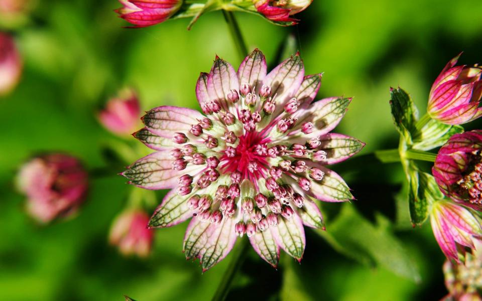 Flowers of Astrantia major - iStockphoto