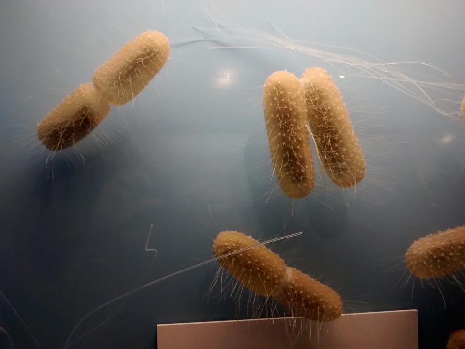 細菌（示意圖／取自flickr）