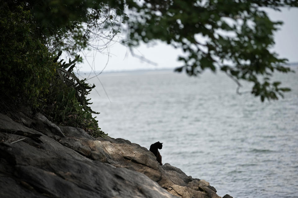 A cat rests on Furtada Island, popularly known as “Island of the Cats,” in Mangaratiba, Brazil, Tuesday, Oct. 13, 2020. Volunteers are working to ensure the stray and feral cats living off the coast of Brazil have enough food after fishermen saw the animals eating others' corpses, an unexpected consequence of the coronavirus pandemic after restrictions forced people to quarantine, sunk tourism, shut restaurants that dish up seafood and sharply cut down boat traffic around the island. (AP Photo/Silvia Izquierdo)