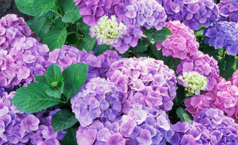 HYDRANGEA FLOWERS (Steve Satushek / Getty Images)