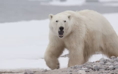 Rosie Gloyns encountered the polar bear while filming a nature documentary in Greenland - Credit: True to Nature