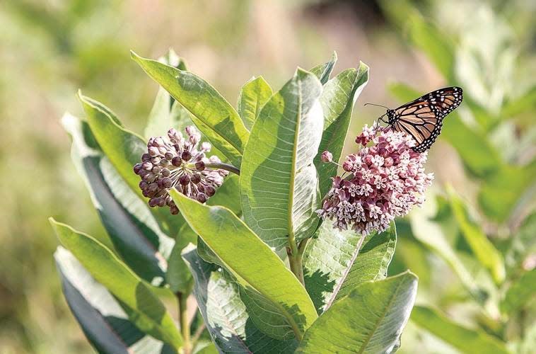 Monarch butterflies have started arriving back in Illinois from their Mexican wintering grounds. Winter numbers increased 35%, Mexican officials recently reported.