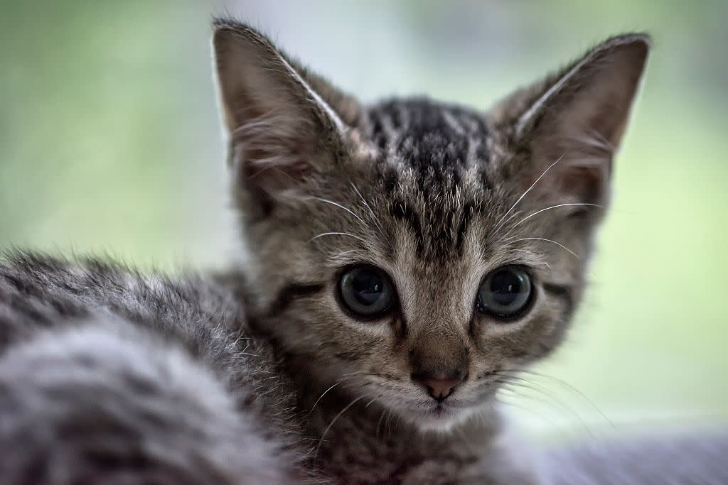 “Kittenfishing” is the newest online dating buzzword, and it’s not as cute as it sounds