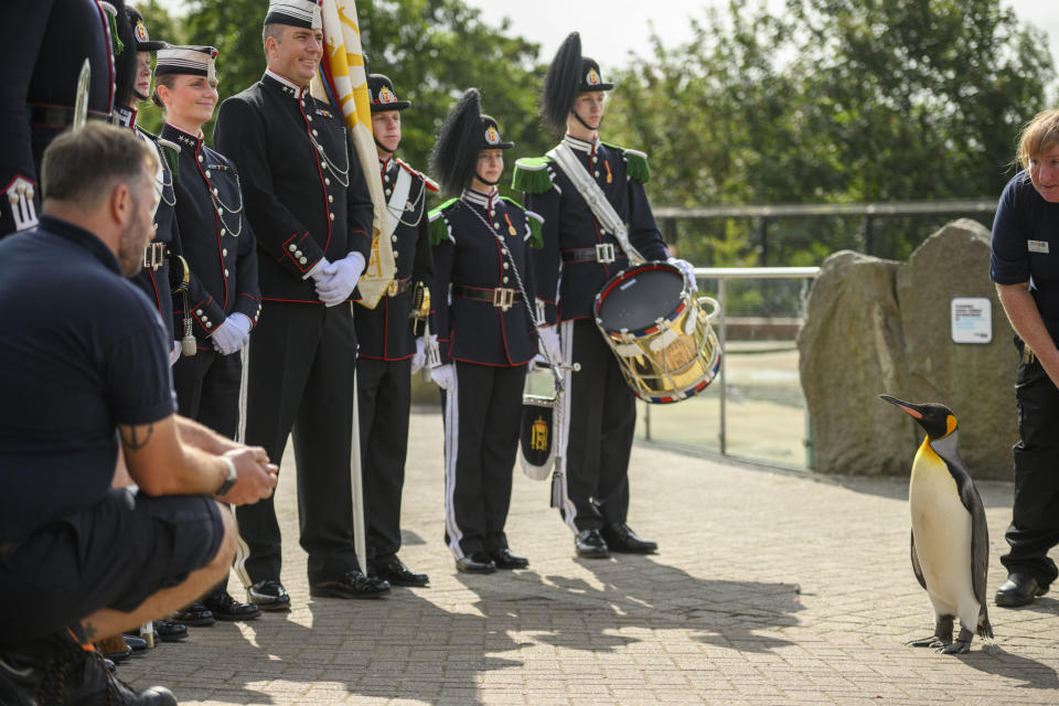 El pingüino rey, Sir Nils Olav, inspecciona una Guardia de Honor durante una ceremonia con la Banda y el Equipo de Perforación de la Guardia del Rey de Noruega en el Zoológico de Edimburgo para promover al pingüino rey, Brigadier Sir Nils Olav, a su nuevo rango: Mayor General Sir Nils Olav III, Barón de las Islas Bouvet. (Foto by John Linton/PA Images via Getty Images)