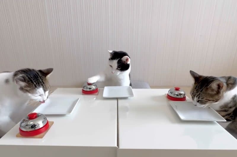 ▲日本網友給貓咪一人一顆鈴，牠們按得停不下來。（圖／Twitter：CatNaviDesk）