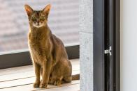 <p>Abyssinian cats are known for being as smart as they are curious, making them highly social and extremely playful. They are loyal companions who enjoy being around their humans, often following them around the house at all times.</p>