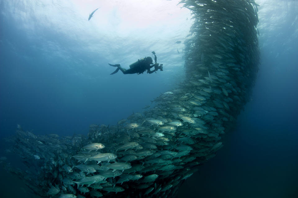 PIC BY OCTAVIO ABURTO / CATERS NEWS - (PICTURED The swirling fish swim past diver David Castro with his camera) - Smile - its the school photo! This is the hilarious moment a marine photographer managed to capture hundreds of wide-eyed fish apparently posing for a picture. Californian photographer and conservationist Octavio Aburto had spent years photographing the school in Cabo Pulmo National Park, Mexico - and had been trying to capture this exact shot for three years. The Bigeye travellies fish gather in their thousands in the oceans during courtship. SEE CATERS COPY