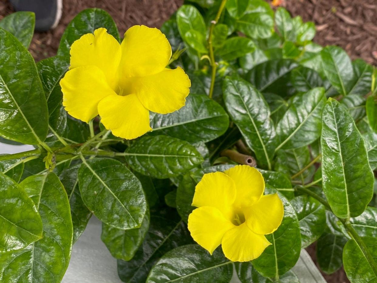 The brilliant yellow flowers of wild allamanda are striking on a trellis or arbor.