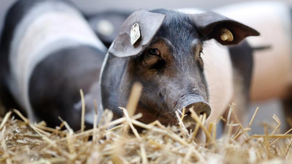 Bessere und tiergerechte Haltungsbedingungen müssen nicht teuer sein, errechnete eine Expertenkommission.