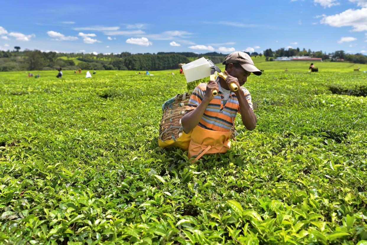 A farm worker harvests tea leaves using shears at a plantation in Kenya's Kericho highlands, Kericho county, approximately 296 kilometres northwest of capital, Nairobi on October 8, 2019. - Kericho hosts vast tea estates established at the turn of the 20th century by British settlers who are said to have appropriated the ancestral lands of the local Kipsigis and Tulai communities to start the plantations, displacing thousands of the natives whose decsendants today are demanding a return of their lands currently under tea estates, large swathes of which are still held under colonial-era titles by organisations based in the United-Kingdom. (Photo by TONY KARUMBA / AFP) (Photo by TONY KARUMBA/AFP via Getty Images)