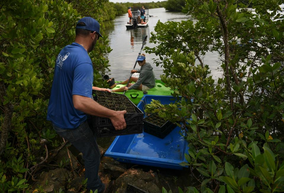 Carter Henne (left), of Sea & Shoreline, a full service Florida based aquatic restoration firm, loads trays of seagrass into a float for coworker Katie Kramer to bring out to the crew planting the seagrass in the Indian River Lagoon at Tucker Cove on Monday, Dec. 7, 2020 near Fort Pierce Inlet Stare Park in Fort Pierce. "Planting seagrass is viral to a healthy estuary, and without seagrass, you don't have a thriving, heathy estuary," Henne said. "It's critically important to do this because it provides food, it  provides shelter, and it clears the water. Reestablishing it doesn't turn back all the perils of time, but it helps."