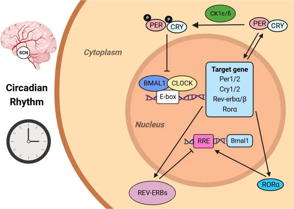 Mecanismo del ritmo circadiano | Zeng, Yuen, et al. Cell Death Discovery, Nature (2024)