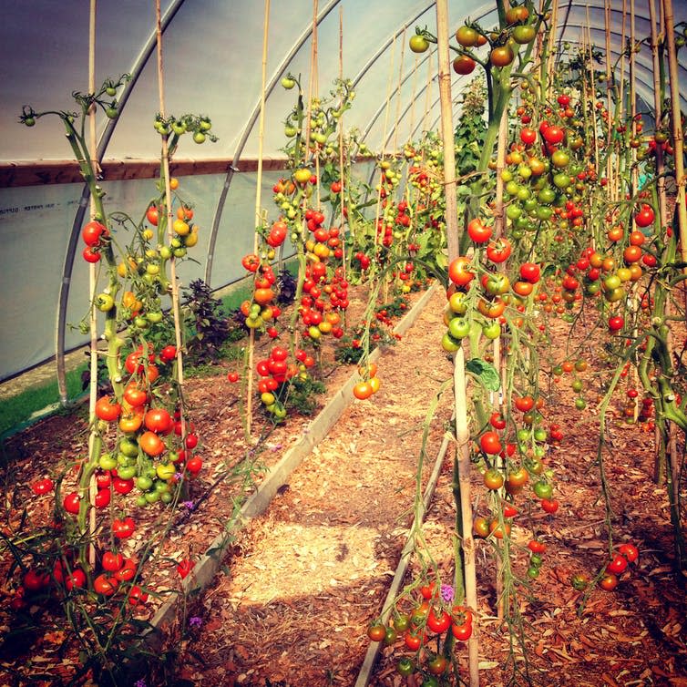 <span class="caption">Tomatoes ripen in a poly tunnel.</span> <span class="attribution"><a class="link " href="https://www.shutterstock.com/search/poly+tunnels+tomato?search_source=base_landing_page" rel="nofollow noopener" target="_blank" data-ylk="slk:Chrisatpps/Shutterstock.com;elm:context_link;itc:0;sec:content-canvas">Chrisatpps/Shutterstock.com</a></span>