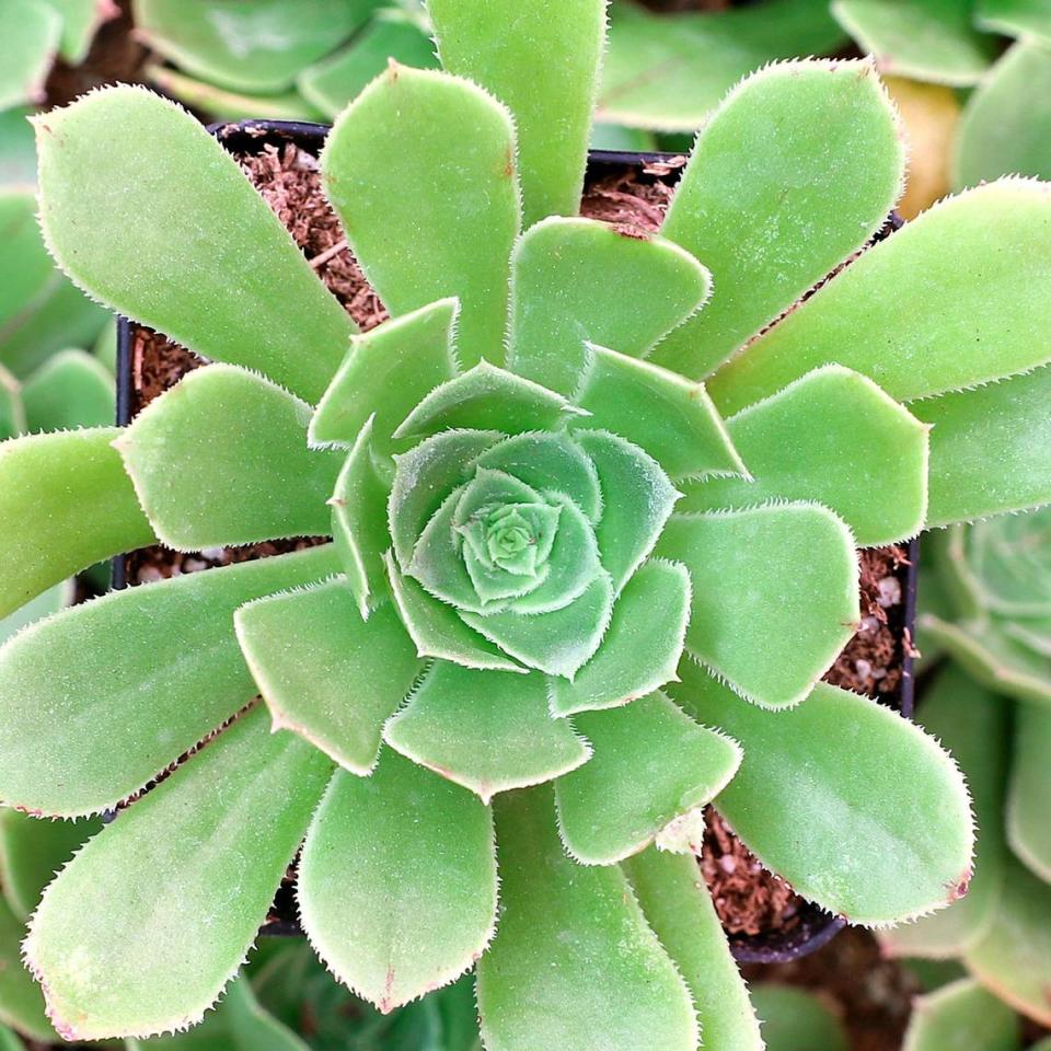 Aeonium have fleshy stems that hold a cluster of leaves that look like roses.