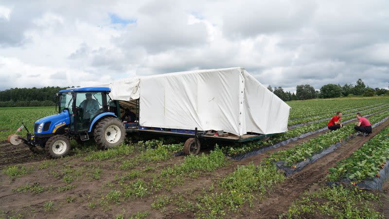 Estonian students Silvia Pertens and Anna Stina Reinas pick up strawberries at Ramsi Agro farm in Jarvekula