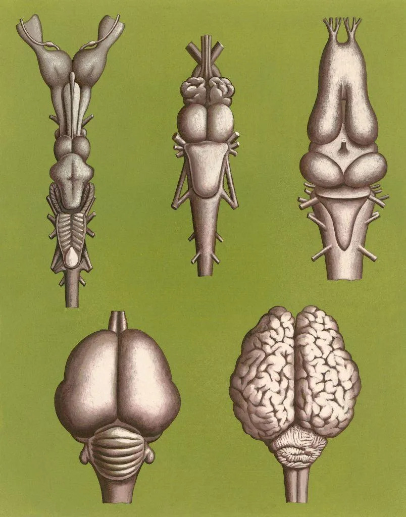 Gráfico de cerebros de varios animales