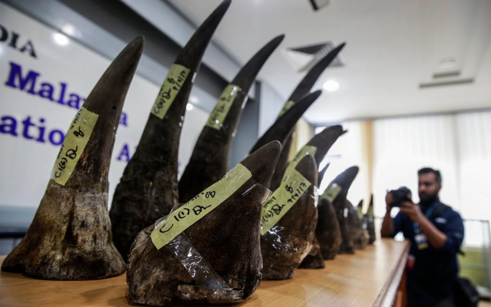 Malaysian police display a haul of seized rhino horns - Credit: EPA/FAZRY ISMAIL