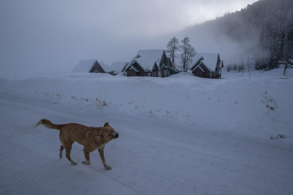 A stray dog walks on a snow covered road as fog engulfs the background on a cold and foggy morning in Gulmarg, northwest of Srinagar, Indian controlled Kashmir, Monday, Jan. 11, 2021. Snow this winter has brought along with it thousands of locals and tourists to Indian-controlled Kashmir's high plateau, pastoral Gulmarg, which translates as “meadow of flowers." (AP Photo/ Dar Yasin)