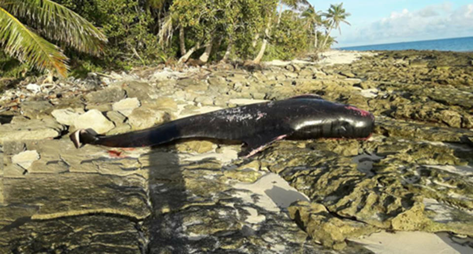 Another whale was washed up onto rocks. Source: Supplied by Kolianita Feke