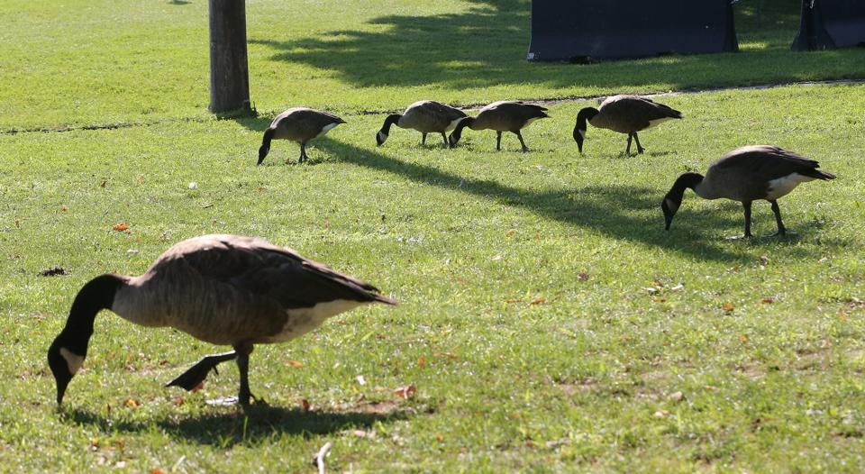 Canada geese roam the grounds at Prescott Park in Portsmouth Thursday, Aug. 24, 2023.