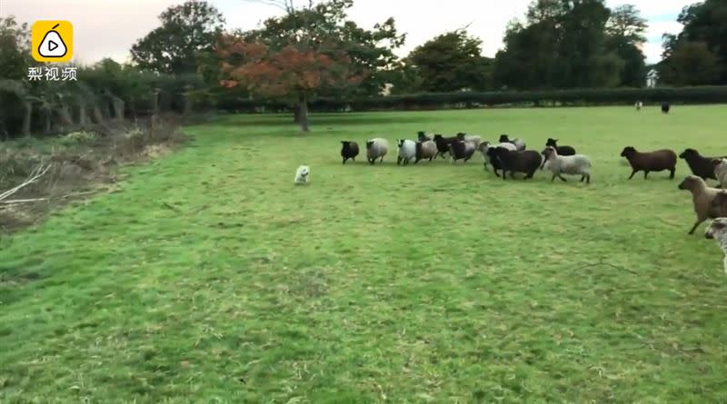 白色牧羊犬被羊群追著跑。（圖／翻攝自梨視頻）