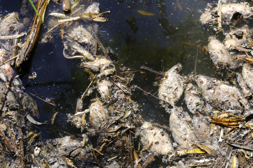 Dead, decomposing fish float in Las Villas river, which feeds the San Onofre reservoir in Ayotlan, Mexico, Thursday, Dec. 9, 2021. The fish are apparent victims of vinasse, a byproduct created in the destillation of tequila, that spilled into a western Mexico water source. (AP Photo/Refugio Ruiz)