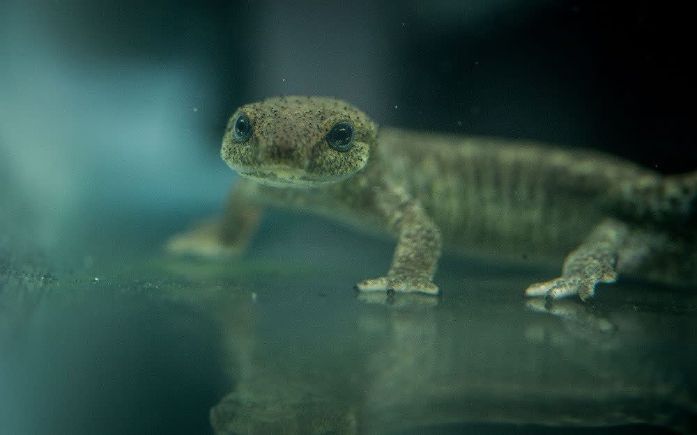  Twelve Montseny newts, one of the most endangered species in Europe, have hatched at Chester Zoo - Chester Zoo