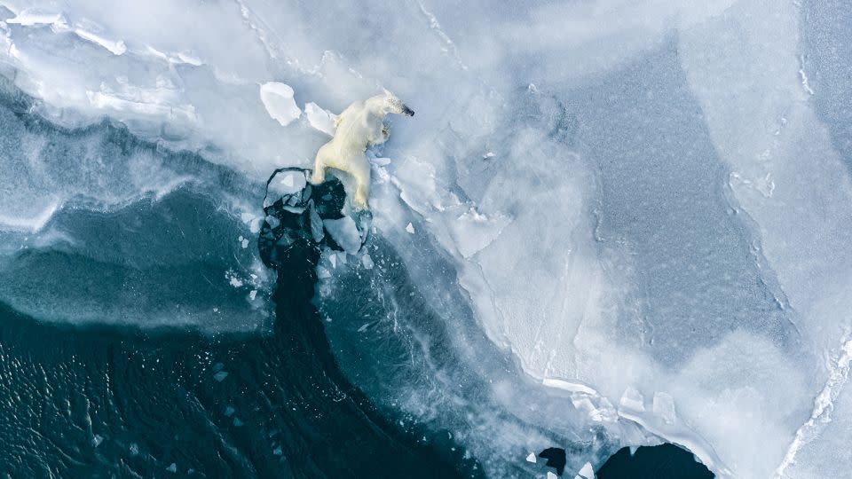 Ledoux uses a drone to capture a new perspective. Here, a young polar bear pulls itself onto the ice. - Florian Ledoux