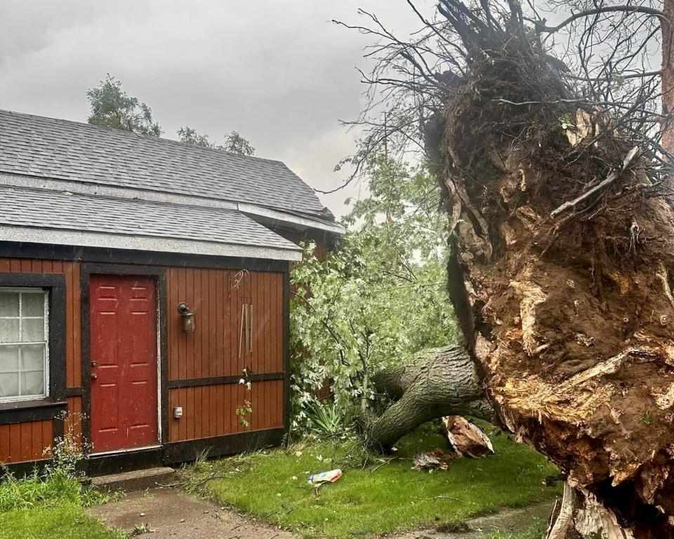 A tornado that touched down in Perry, Michigan, on Friday, Aug. 11, 2023, was so powerful it tore trees out by their roots.