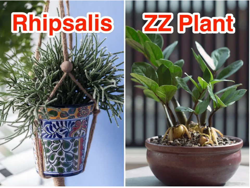 Links: Rhipsalis Pilocarpa. Rechts: ZZ-Pflanze. - Copyright: Mit freundlicher Genehmigung von Summer Rayne Oakes, Tharakorn Arunothai / EyeEm/Getty Images